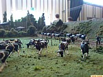 DSCF0746(1).JPG